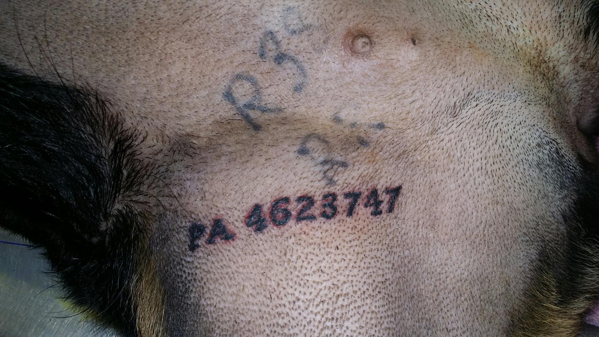 do breeders tattoo dogs